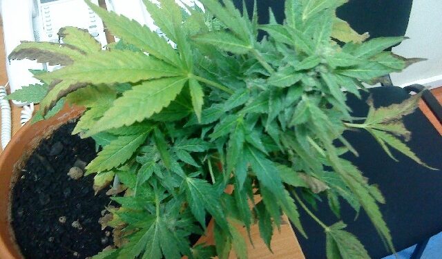 Mielec: Odpowie za uprawę konopi.