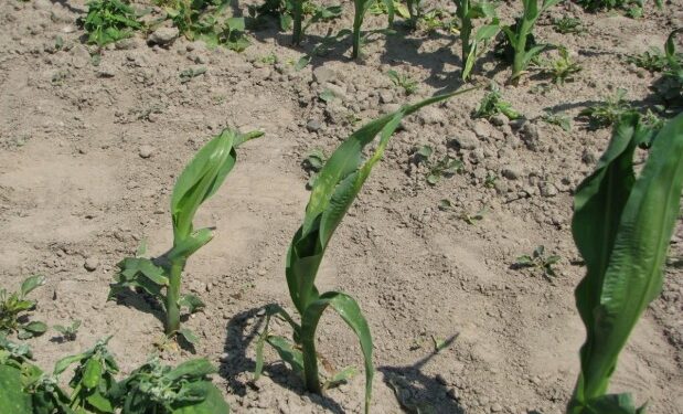 Mielec: Trwa liczenie strat.