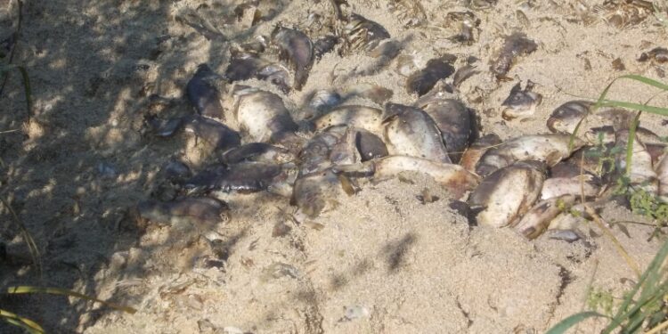 Babule, Gmina Padew Narodowa. Półtorej tony zdechłych ryb w stanie rozkładu zalega w dopływie Trześniówki.
