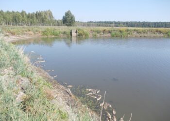 Babule, Gmina Padew Narodowa. Padłe ryby zostaną zutylizowane.