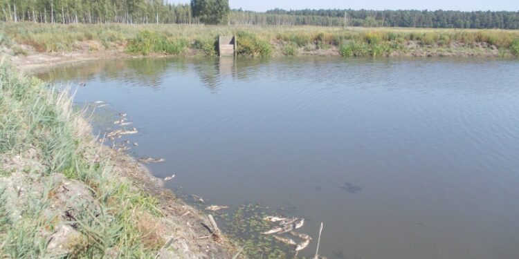 Babule, Gmina Padew Narodowa. Padłe ryby zostaną zutylizowane.