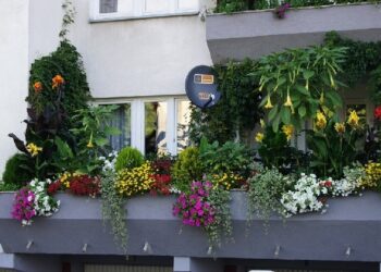 Stalowa Wola: Pelargonie rozdane.