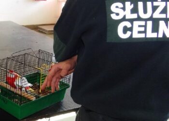 Podkarpacie: Chroniona papuga rozella zatrzymana na granicy w  Korczowej.