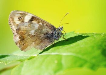 Tarnobrzeg: Wystawa zdjęć motyli