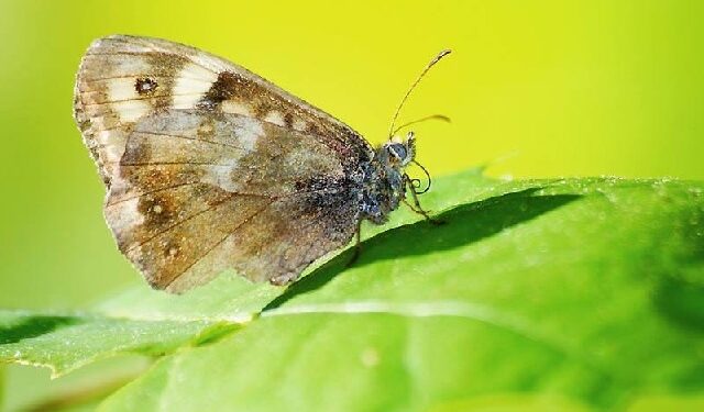 Tarnobrzeg: Wystawa zdjęć motyli