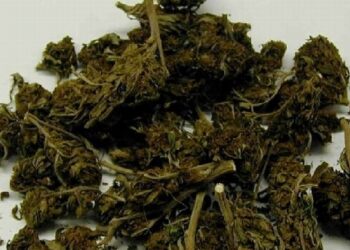 Kolbuszowa: Marihuana u ucznia.