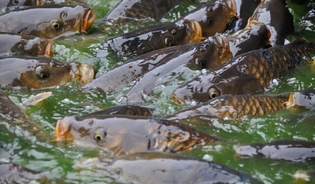 Region: Co z tą rybą?