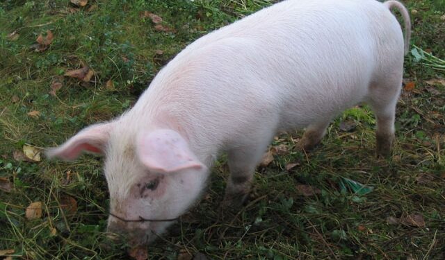 Mielec: Z apelem do hodowców świń.