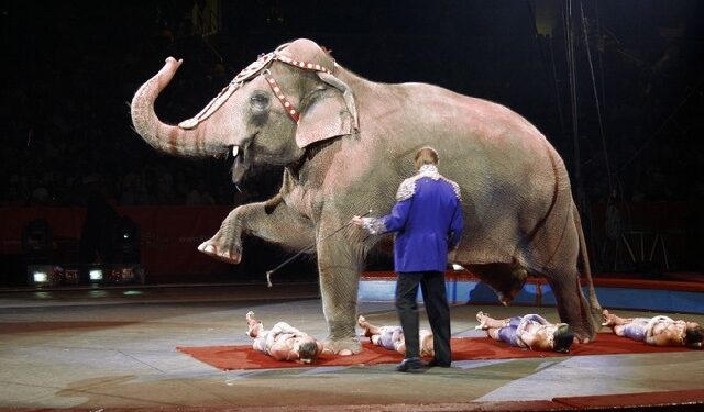 Tarnobrzeg: Nie dla cyrków ze zwierzętami?