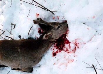 Kolbuszowa: Plaga kłusowników