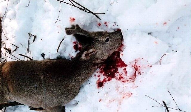 Kolbuszowa: Plaga kłusowników