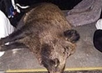 Nisko: Odpowiedzą za kłusownictwo i nielegalne posiadanie broni