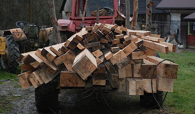 Mielec:  Odpowiedzą za kradzież drewna z lasu.