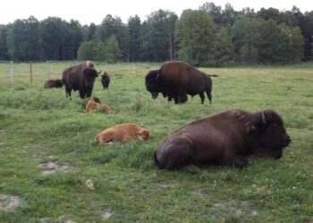 Staszów – Kurozwęki: Docenieni za hodowlę bizonów amerykańskich