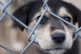 Mielec: Zaiskrzyło na linii Magistrat- Animals