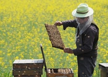 Mielec: Po raz drugi o pszczołach i miodzie