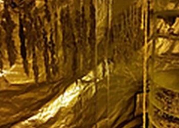 Przędzel: Zlikwidowali plantację maryhy w piwnicy