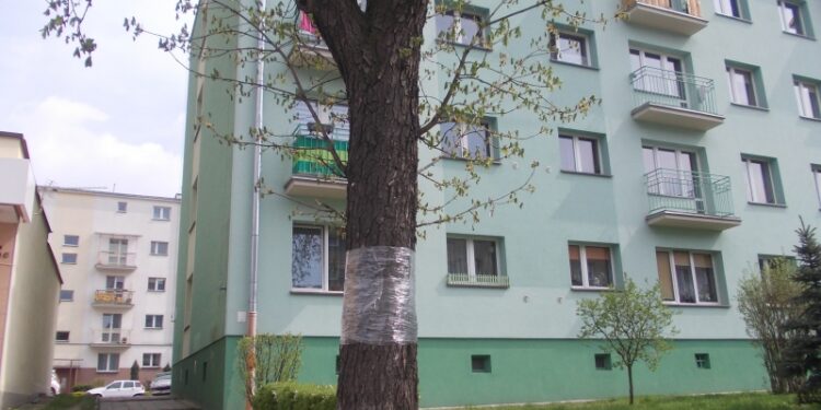 Tarnobrzeg. Walczą ze szrotówkiem kasztanowcowiaczkiem.