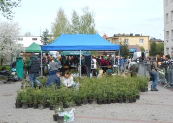 Stalowa Wola: Brali zielone za makulaturę