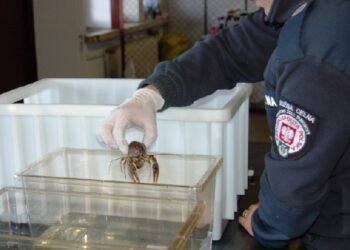 Region: Takiego przemytu na Podkarpaciu jeszcze nie było