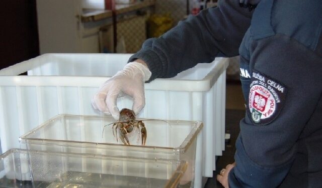 Region: Takiego przemytu na Podkarpaciu jeszcze nie było