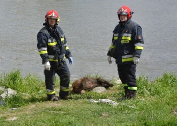 Stalowa Wola: W Sanie pływał martwy dzik