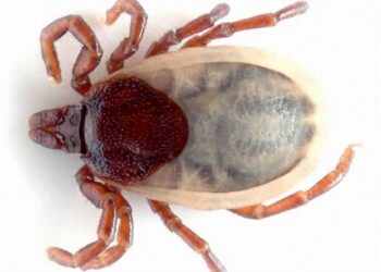 Mielec: Plaga kleszczy