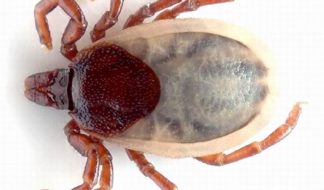 Mielec: Plaga kleszczy