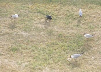 Region. Nie dokarmiaj ptaków latem.