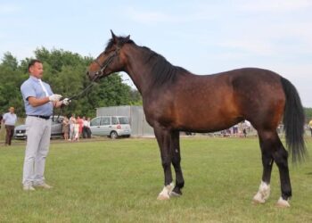 Radomyśl Wielki: Czempionki z Woli Mieleckiej i Jasła