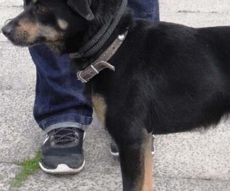 Mielec: Postrzelił psa, bo głośno szczekał