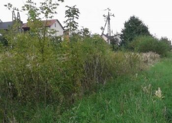 Mielec: Chaszcze zasłaniają widoczność