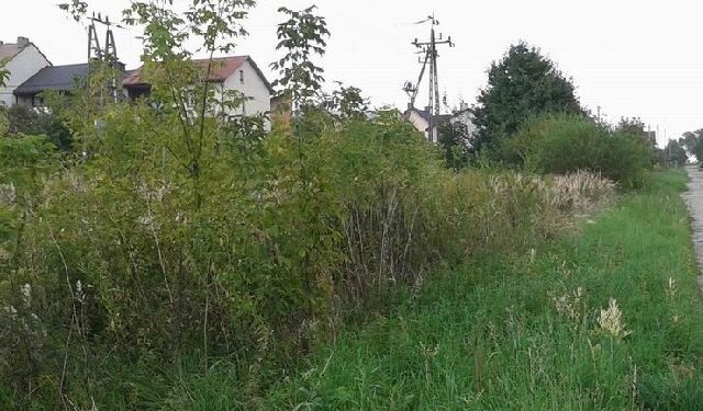 Mielec: Chaszcze zasłaniają widoczność