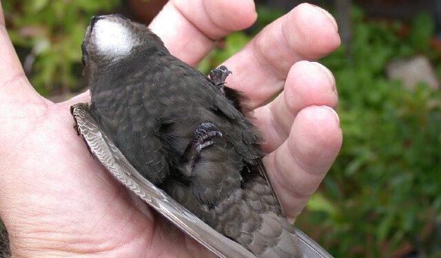 Tarnobrzeg: Pisklę jerzyka pod opieką pracowników Centrum Natura 2000.