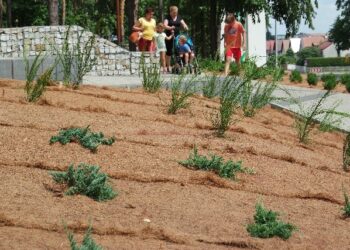 Mielec:  Setki nowych roślin przy Parku Leśnym, w MMR i przy wielu ulicach