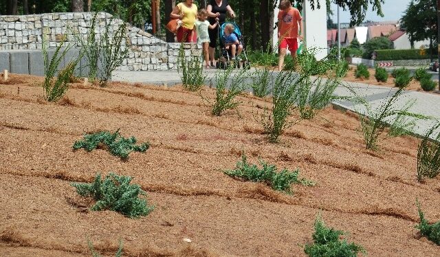 Mielec: Setki nowych roślin przy Parku Leśnym, w MMR i przy wielu ulicach