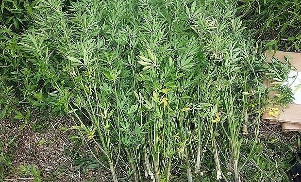 Mielec: Policjanci ujawnili uprawę konopi indyjskich