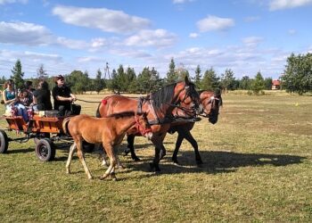 Furmany: Zlot furmanek