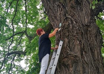 Wola Baranowska: Lipa pomnikiem przyrody