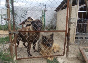 Tarnobrzeg. Psy  z przeszłością i schorzeniami.