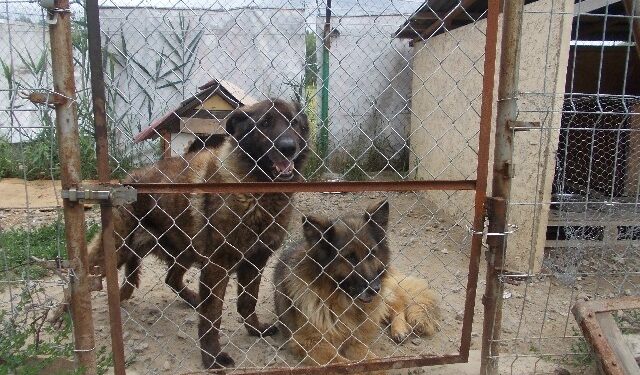 Tarnobrzeg. Psy  z przeszłością i schorzeniami.