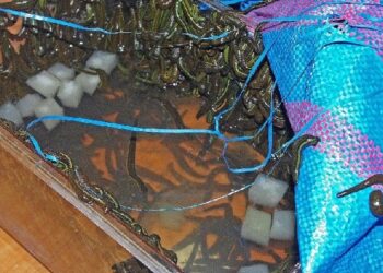 Region: Przemycał tysiąc pijawek w termoizolacyjnej torbie.