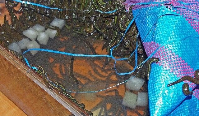 Region: Przemycał tysiąc pijawek w termoizolacyjnej torbie.