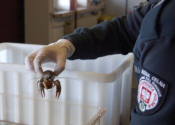 Region: Odpowie za przemyt 100 chronionych raków.