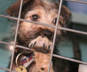 Tarnobrzeg: Przepełnienie schroniska w Tarnobrzegu