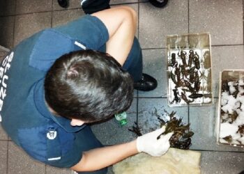 Region: Sezon na raki