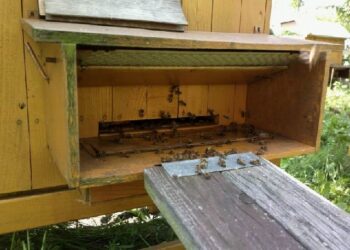 Kolbuszowa: Kradną ule z pszczołami