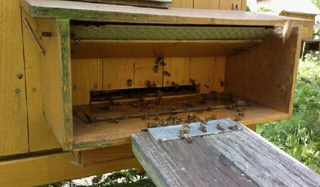 Kolbuszowa: Kradną ule z pszczołami