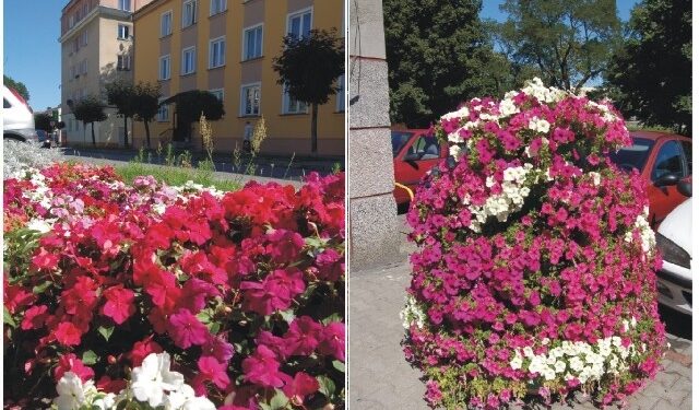 Nowa Dęba: Plebiscyt na najpiękniej ukwiecone miasto