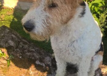 Region: Podczas upału pamiętaj o zwierzętach.